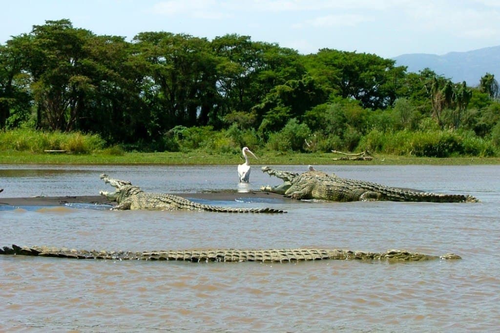 Crocodiles and wildlife at Lake Chamo